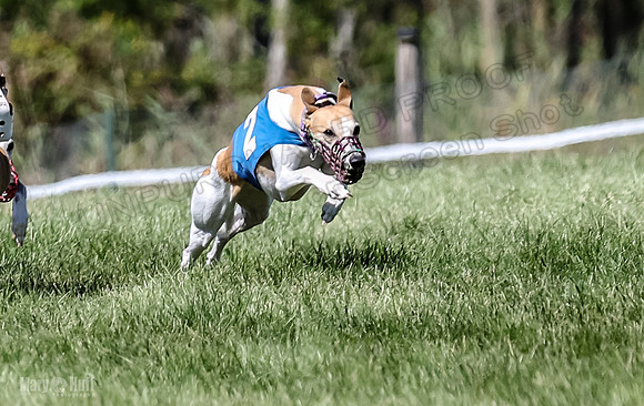 Program 2, Race 4 Sadie Piper Jethro Shimmy Kaldi Bandit-4199