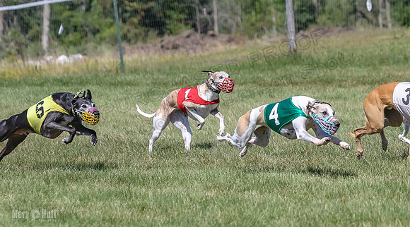 Program 2, Race 4 Sadie Piper Jethro Shimmy Kaldi Bandit-4212