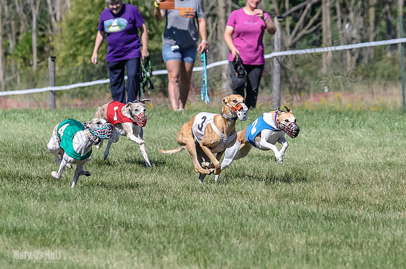 Program 2, Race 4 Sadie Piper Jethro Shimmy Kaldi Bandit-4204