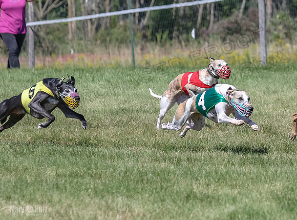 Program 2, Race 4 Sadie Piper Jethro Shimmy Kaldi Bandit-4210