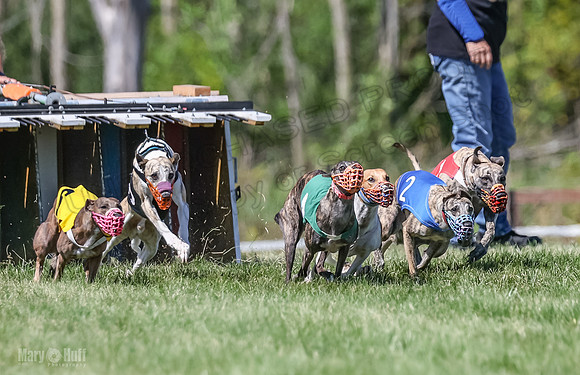 Program 2, Race 6 Ullr Veela Conway Talim-4343