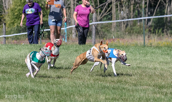 Program 2, Race 4 Sadie Piper Jethro Shimmy Kaldi Bandit-4205