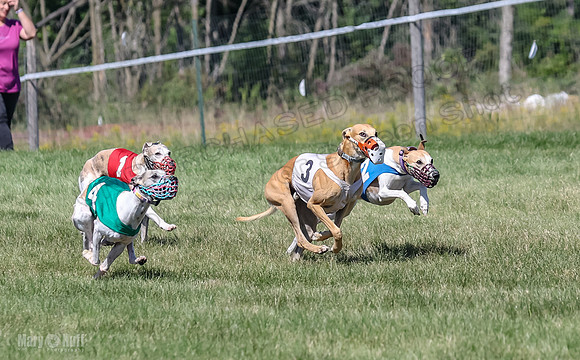 Program 2, Race 4 Sadie Piper Jethro Shimmy Kaldi Bandit-4208