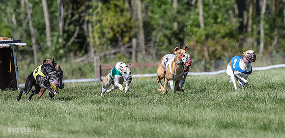 Program 2, Race 4 Sadie Piper Jethro Shimmy Kaldi Bandit-4198