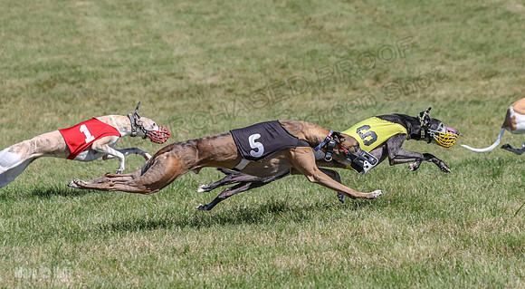 Program 2, Race 4 Sadie Piper Jethro Shimmy Kaldi Bandit-4220
