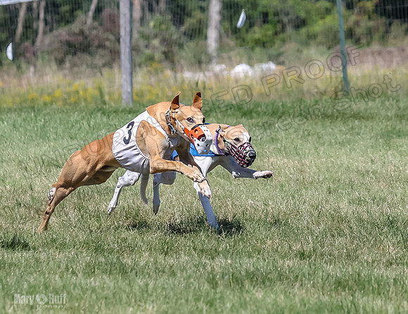 Program 2, Race 4 Sadie Piper Jethro Shimmy Kaldi Bandit-4209