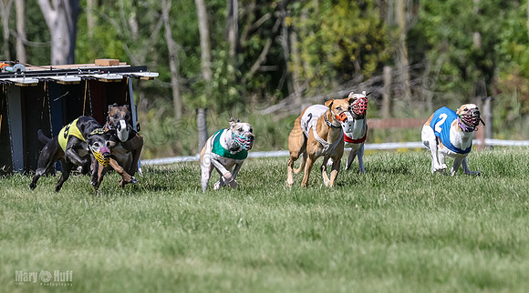 Program 2, Race 4 Sadie Piper Jethro Shimmy Kaldi Bandit-4194
