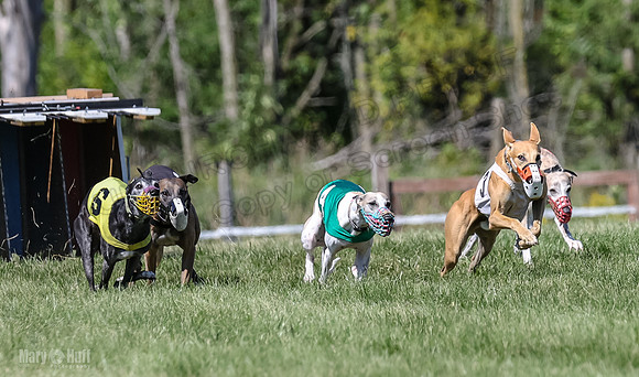 Program 2, Race 4 Sadie Piper Jethro Shimmy Kaldi Bandit-4196