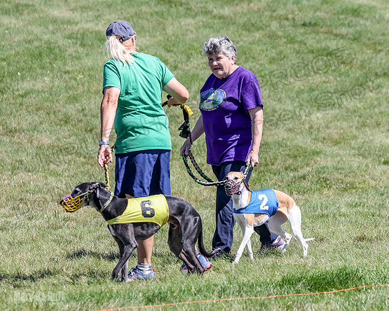 Program 2, Race 4 Sadie Piper Jethro Shimmy Kaldi Bandit-4183
