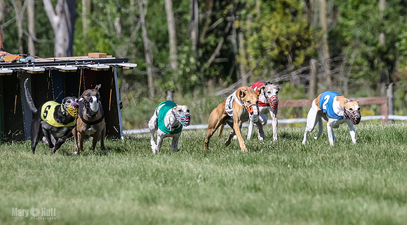 Program 2, Race 4 Sadie Piper Jethro Shimmy Kaldi Bandit-4193