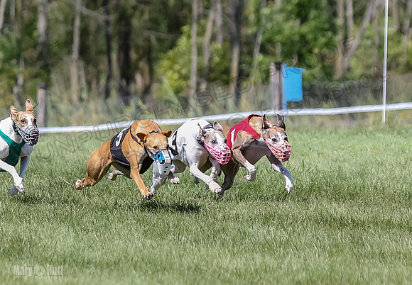Program 2, Race 5 Tempy Clover Tizzy Pearl EllieMae Riley-4257