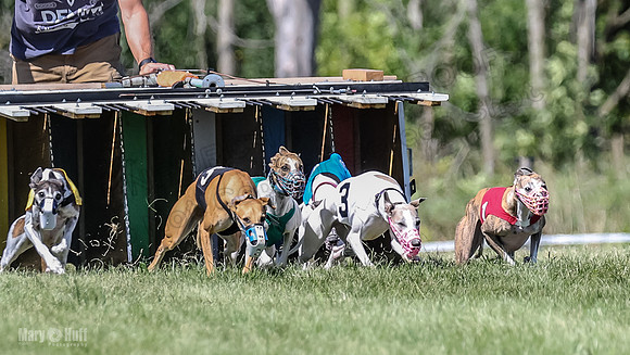 Program 2, Race 5 Tempy Clover Tizzy Pearl EllieMae Riley-4242