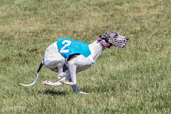 Program 2, Race 5 Tempy Clover Tizzy Pearl EllieMae Riley-4283