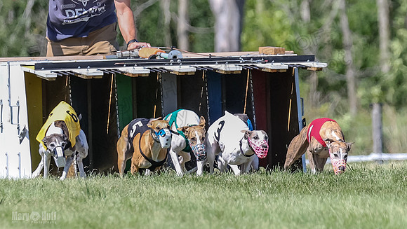 Program 2, Race 5 Tempy Clover Tizzy Pearl EllieMae Riley-4240