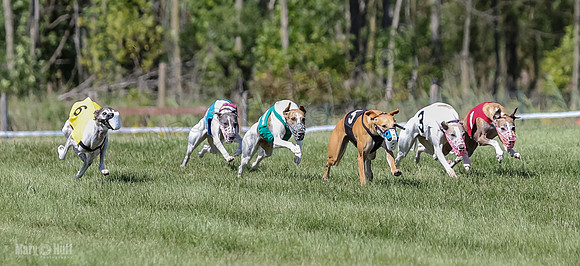 Program 2, Race 5 Tempy Clover Tizzy Pearl EllieMae Riley-4254