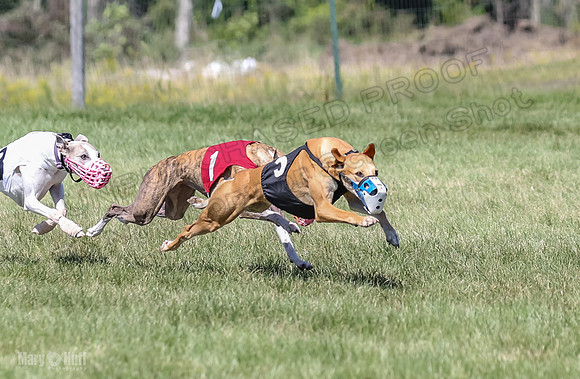Program 2, Race 5 Tempy Clover Tizzy Pearl EllieMae Riley-4269