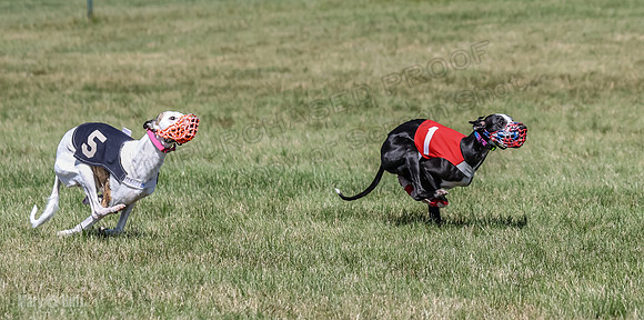 Program 2, Race 2 Jett Trillian Fia Roxy Gambit Mimic-4058