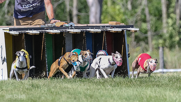 Program 2, Race 5 Tempy Clover Tizzy Pearl EllieMae Riley-4241