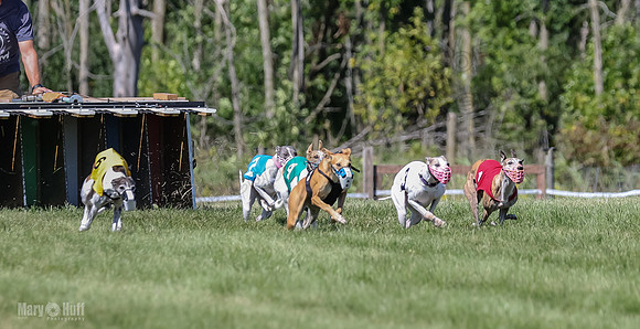 Program 2, Race 5 Tempy Clover Tizzy Pearl EllieMae Riley-4251