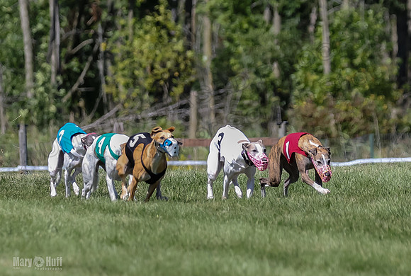 Program 2, Race 5 Tempy Clover Tizzy Pearl EllieMae Riley-4253