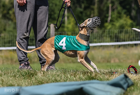 Program 3, Race 2 Roxy Denim Fia Blaze Trillian-4437