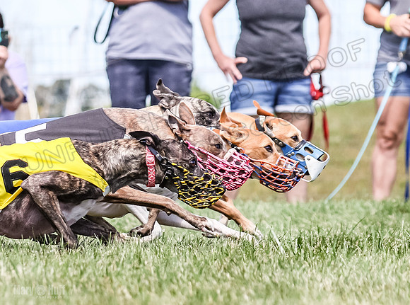 Program 3, Race 6 EllieMae Ullr Conway Pearl Tara Talim-4595