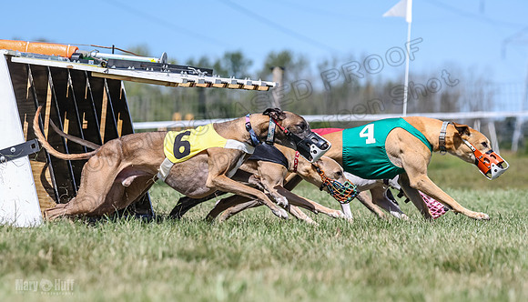Program 3, Race 5 Veela Tissy Jethro Zelda Kaldi-4565