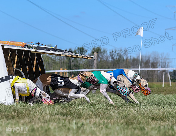 Program 3, Race 4 Sneakers Eagle Shimmy Piper Mimic-4514