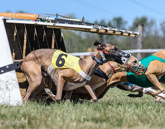 Program 3, Race 5 Veela Tissy Jethro Zelda Kaldi-4564