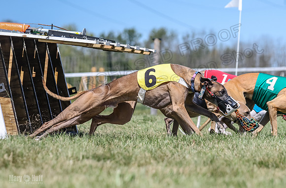 Program 3, Race 5 Veela Tissy Jethro Zelda Kaldi-4566