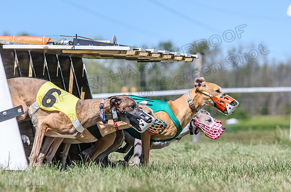 Program 3, Race 5 Veela Tissy Jethro Zelda Kaldi-4563