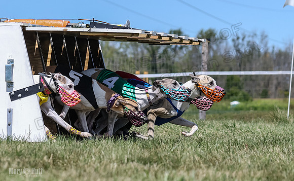 Program 3, Race 4 Sneakers Eagle Shimmy Piper Mimic-4512