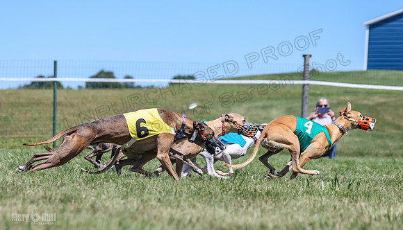 Program 3, Race 5 Veela Tissy Jethro Zelda Kaldi-4577