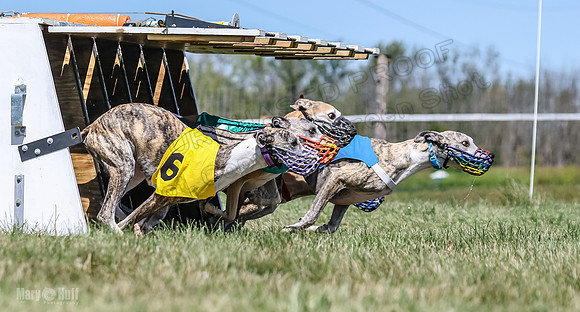 Program 3, Race 2 Roxy Denim Fia Blaze Trillian-4452