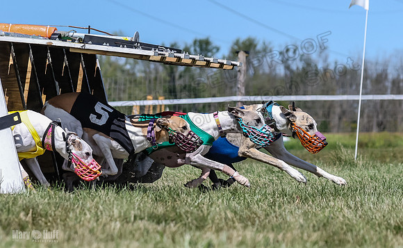 Program 3, Race 4 Sneakers Eagle Shimmy Piper Mimic-4513