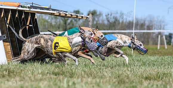 Program 3, Race 2 Roxy Denim Fia Blaze Trillian-4453