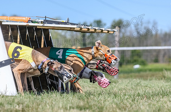 Program 3, Race 5 Veela Tissy Jethro Zelda Kaldi-4562