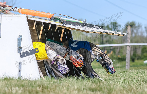 Program 3, Race 2 Roxy Denim Fia Blaze Trillian-4450