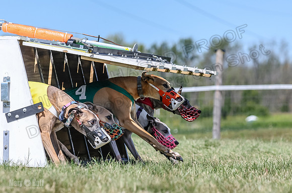 Program 3, Race 5 Veela Tissy Jethro Zelda Kaldi-4561