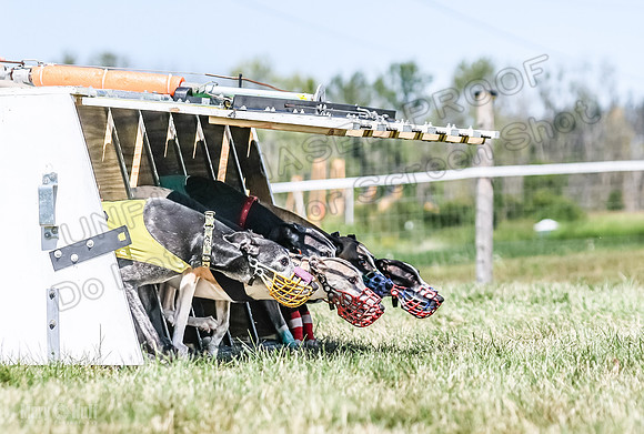 Program 3, Race 3 Jett TheFonz Bogie Sadie Bandit-4473
