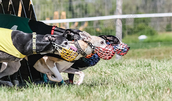 Program 3, Race 3 Jett TheFonz Bogie Sadie Bandit-4474
