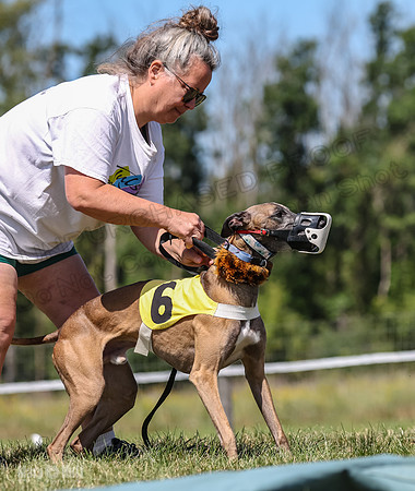 Program 3, Race 5 Veela Tissy Jethro Zelda Kaldi-4552