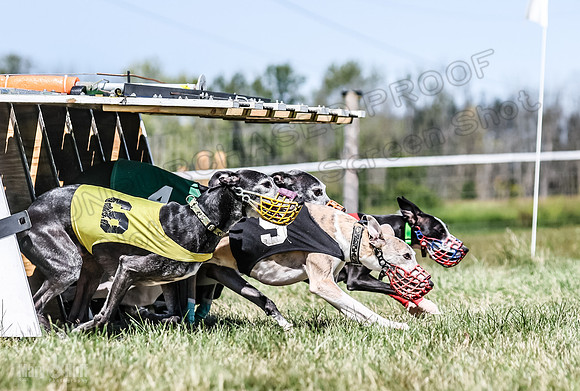 Program 3, Race 3 Jett TheFonz Bogie Sadie Bandit-4475