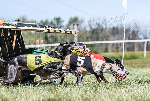 Program 3, Race 3 Jett TheFonz Bogie Sadie Bandit-4476