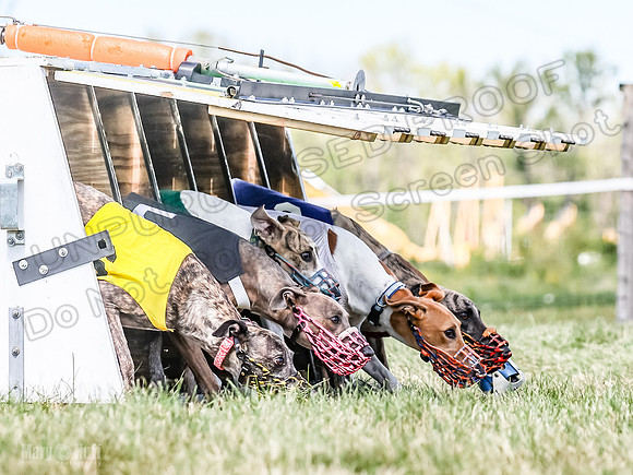 Program 3, Race 6 EllieMae Ullr Conway Pearl Tara Talim-4589
