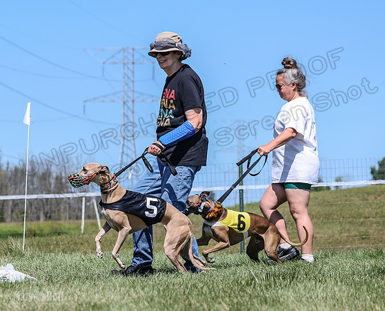 Program 3, Race 5 Veela Tissy Jethro Zelda Kaldi-4534