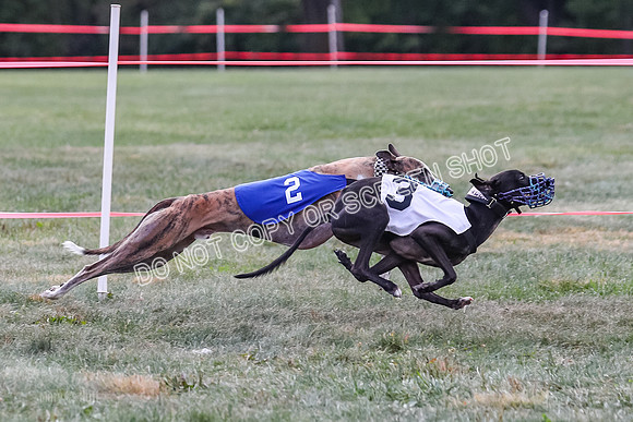Prg 2, Race 2, Tata Watson Victor Dazzle-1299