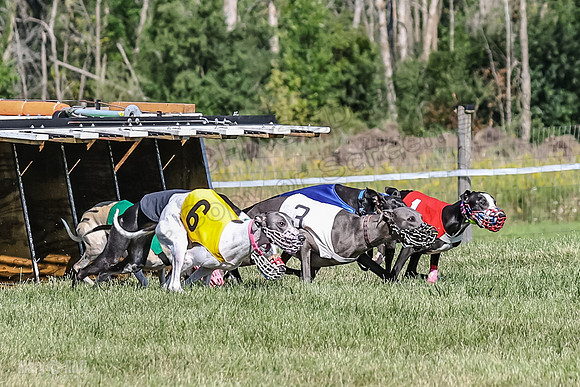 Program 1, Race 2 Jett Bolty Smokey Nathalia Zen Clover-0875