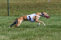 Program 1, Race 1 Puppy Hex-0846