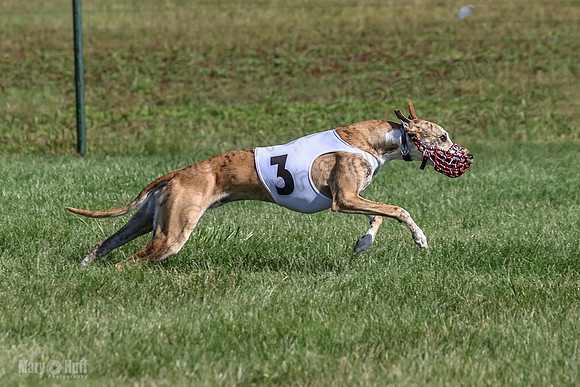 Program 1, Race 1 Puppy Hex-0846